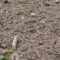 Feld mit Holzstücken und Plastikmüll